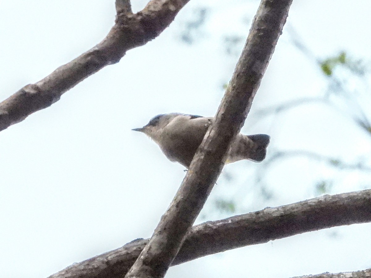 Chestnut-vented Nuthatch - ML620731958