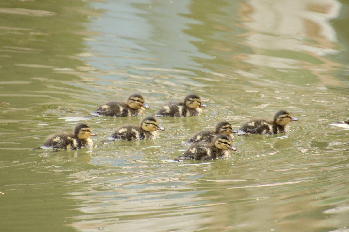 Canard colvert - ML620731963