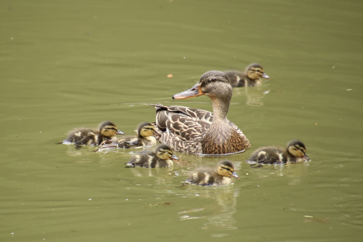 Canard colvert - ML620731965