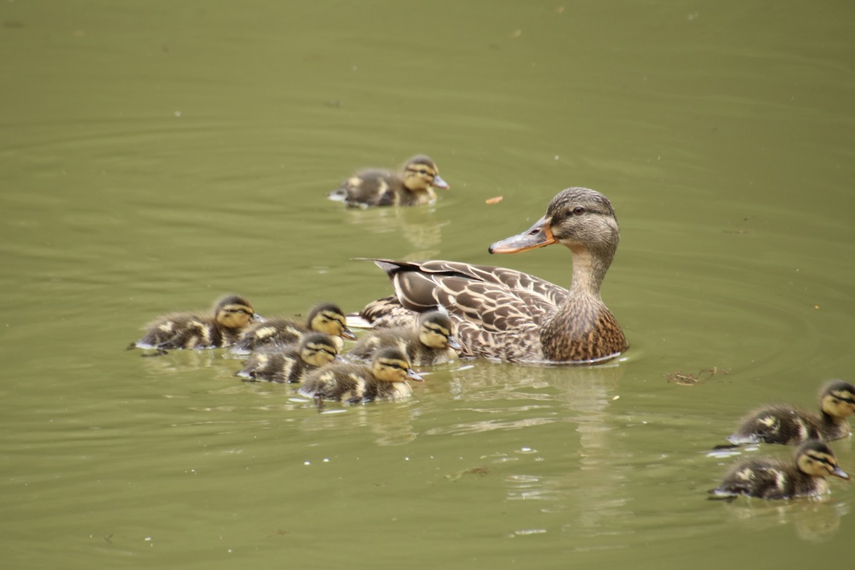 Canard colvert - ML620731966