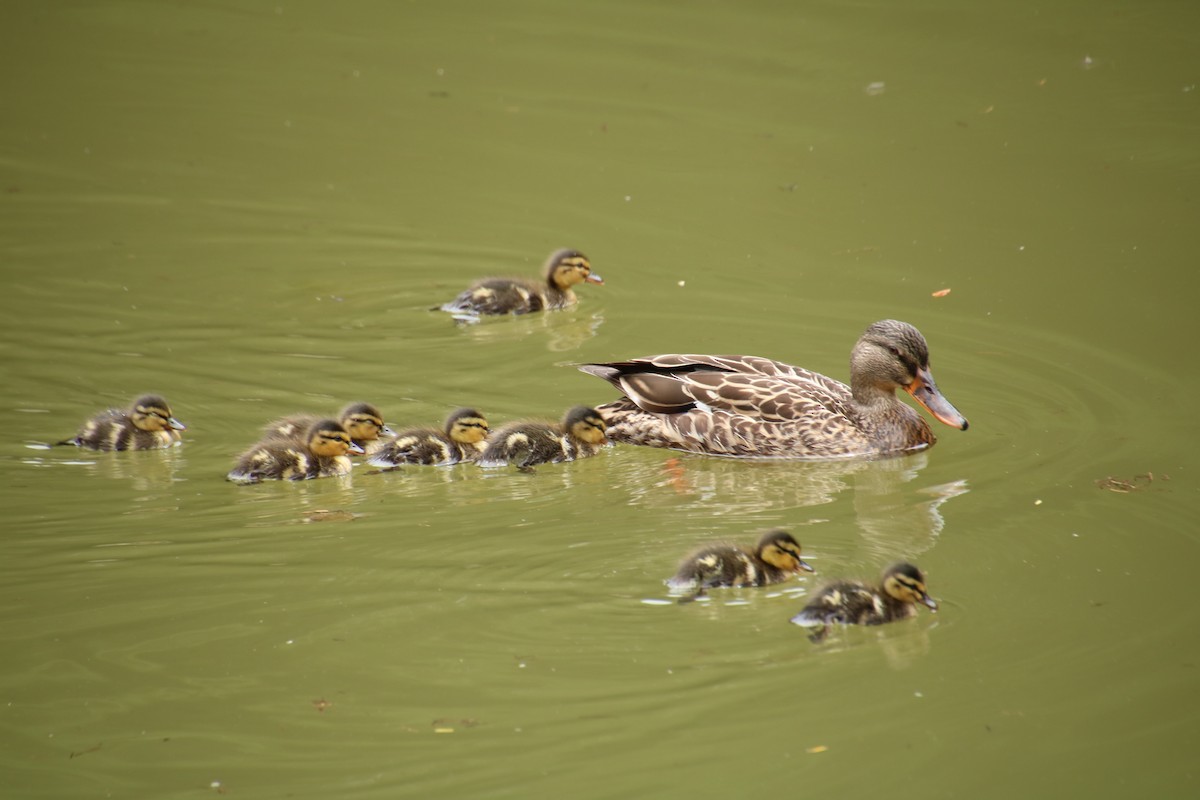 Canard colvert - ML620731967