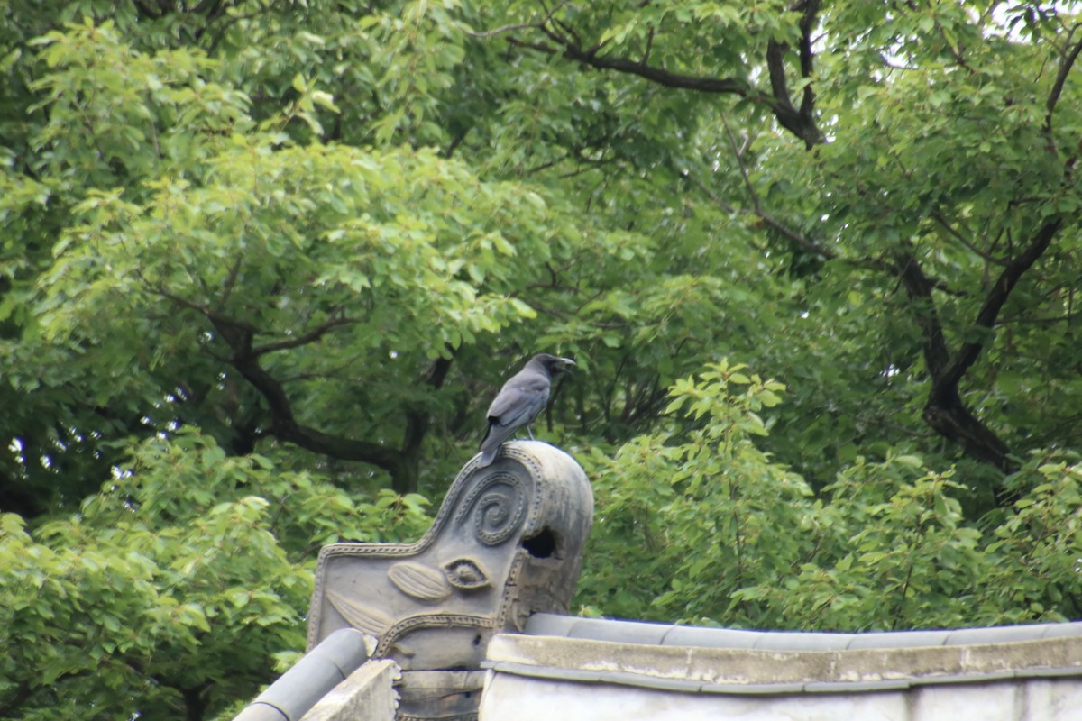 Large-billed Crow - ML620731969