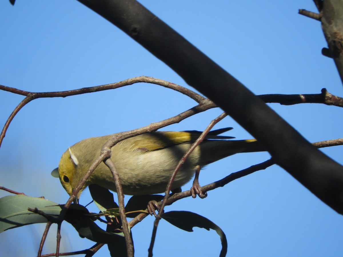 White-plumed Honeyeater - ML620731973