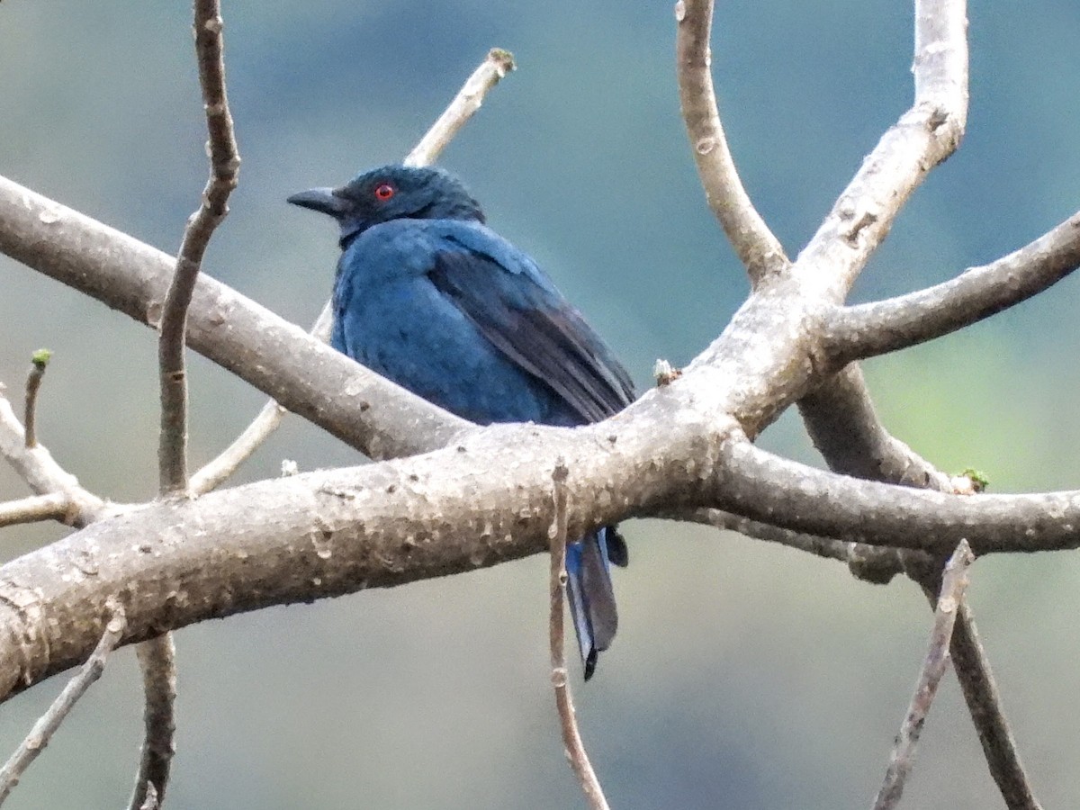 Asian Fairy-bluebird - ML620731974