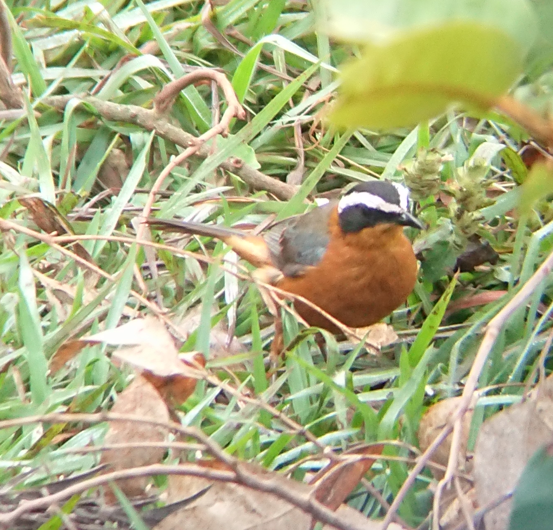 White-browed Robin-Chat - ML620731975