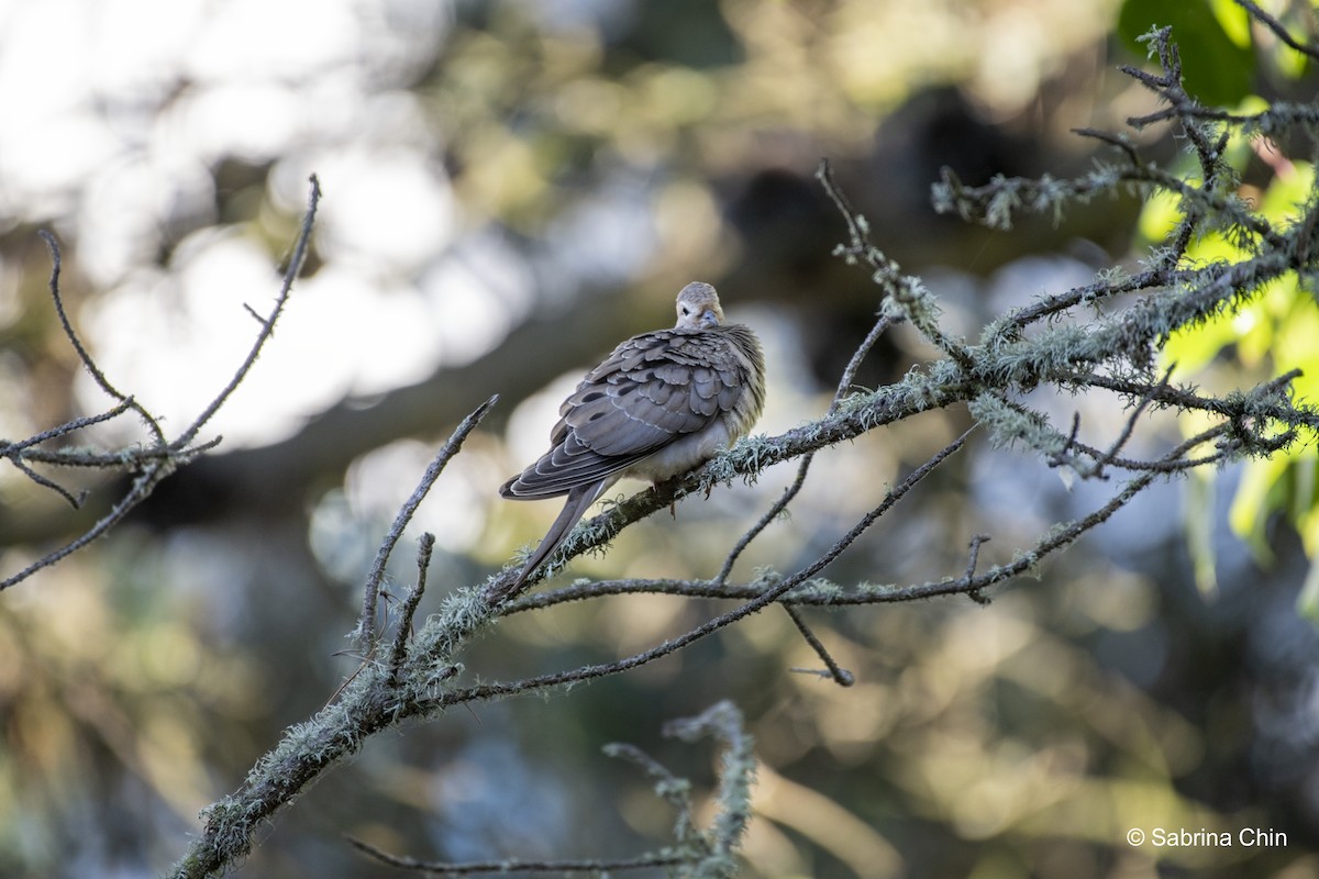 Mourning Dove - ML620731977