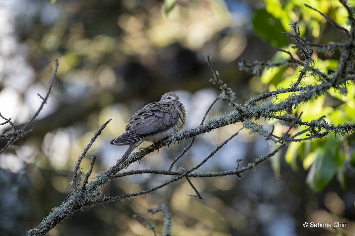 Mourning Dove - ML620731978