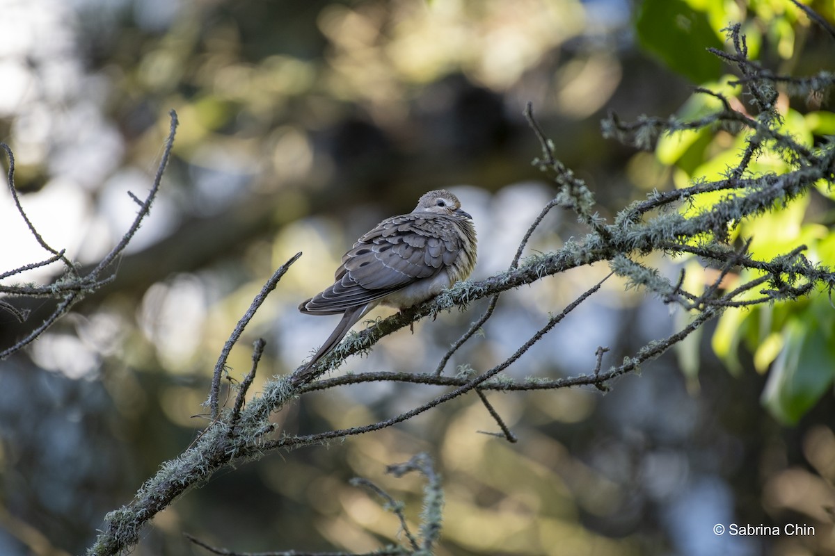 Mourning Dove - ML620731979