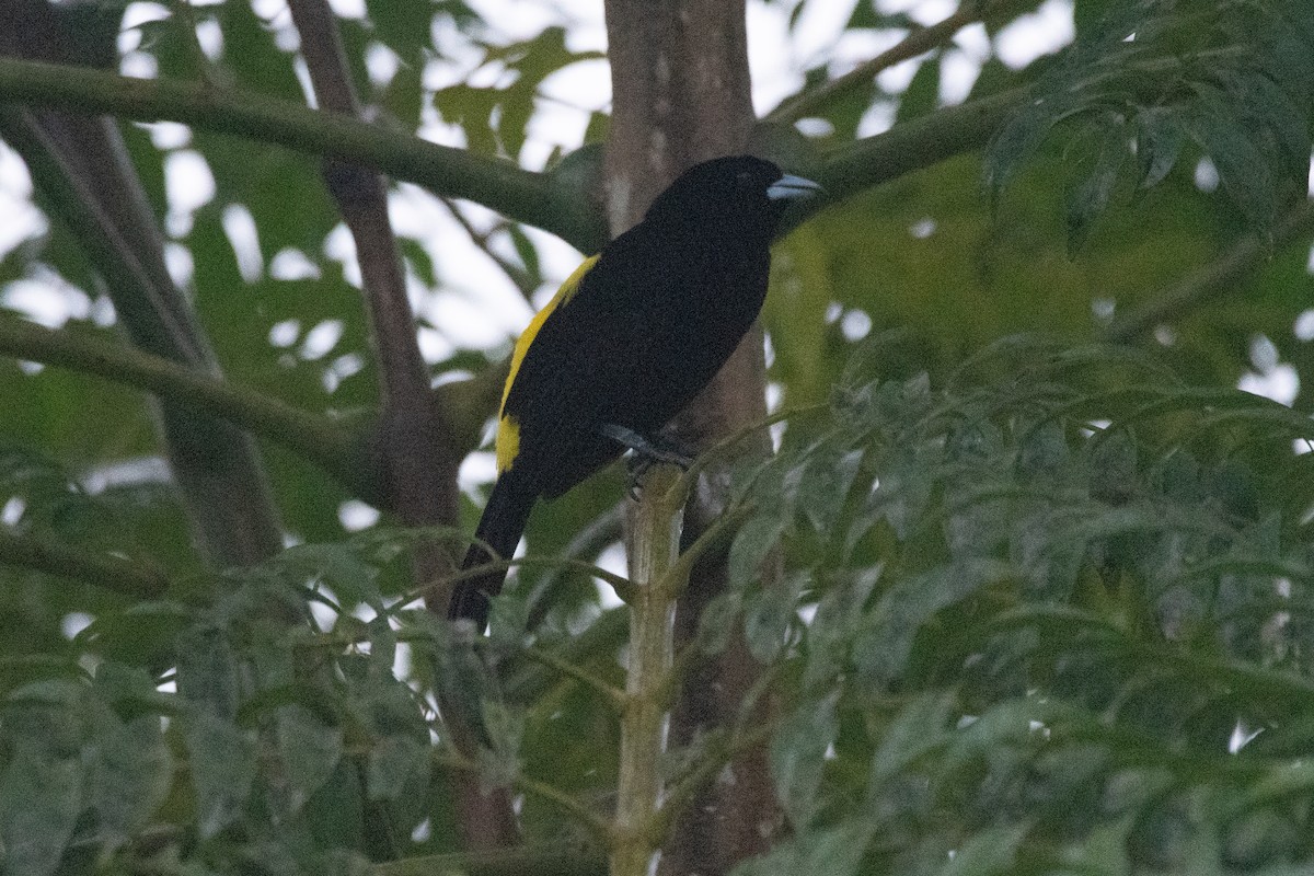 Flame-rumped Tanager - ML620731980