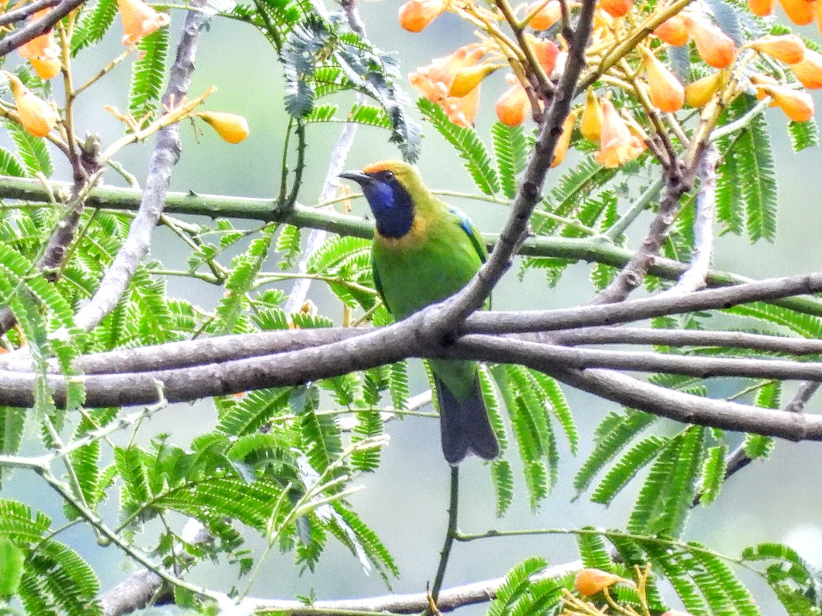 Golden-fronted Leafbird - ML620731981