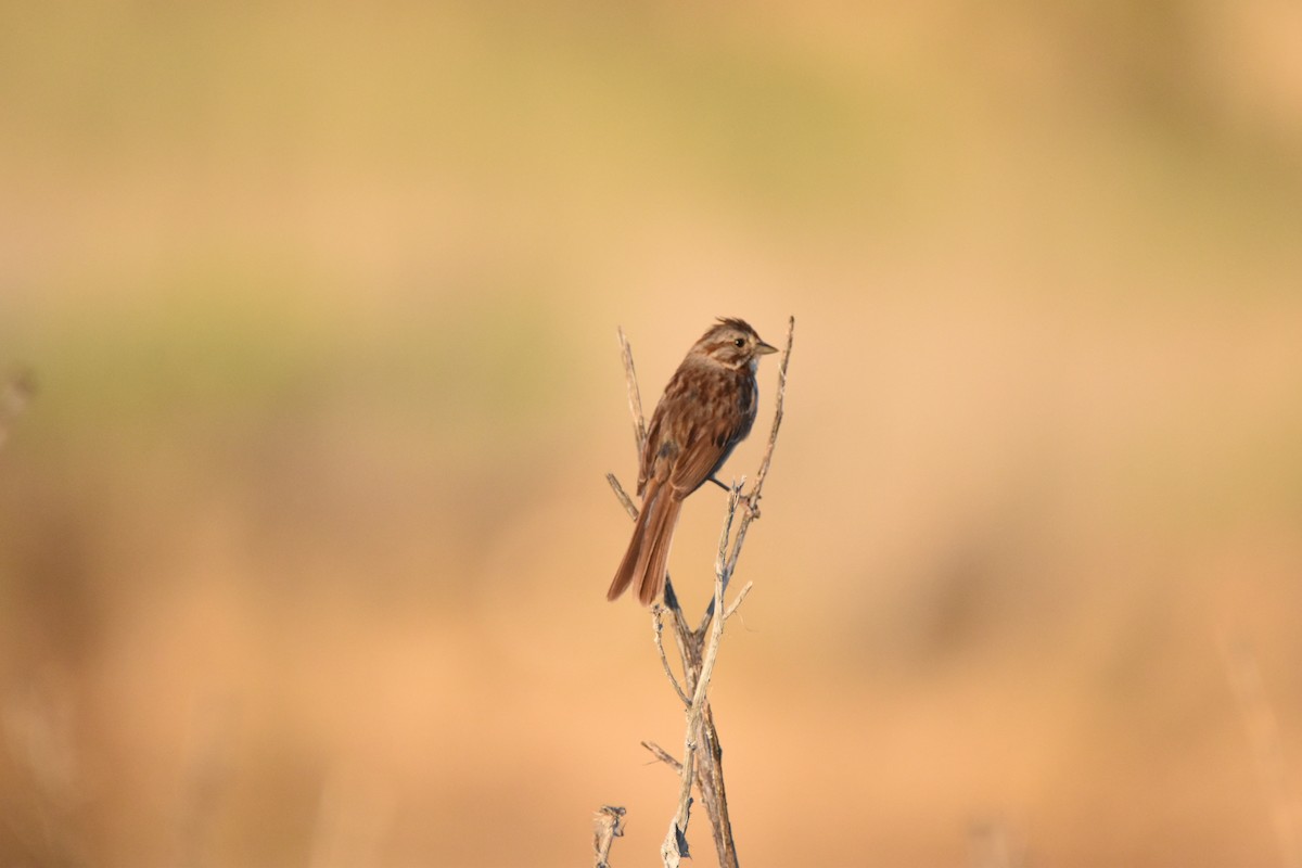 Song Sparrow (montana/merrilli) - ML620731984