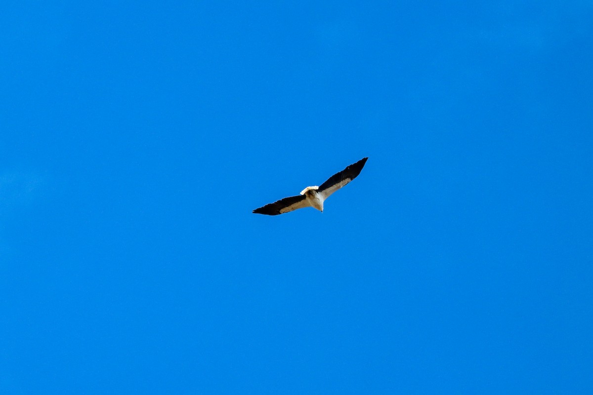 White-bellied Sea-Eagle - ML620731985