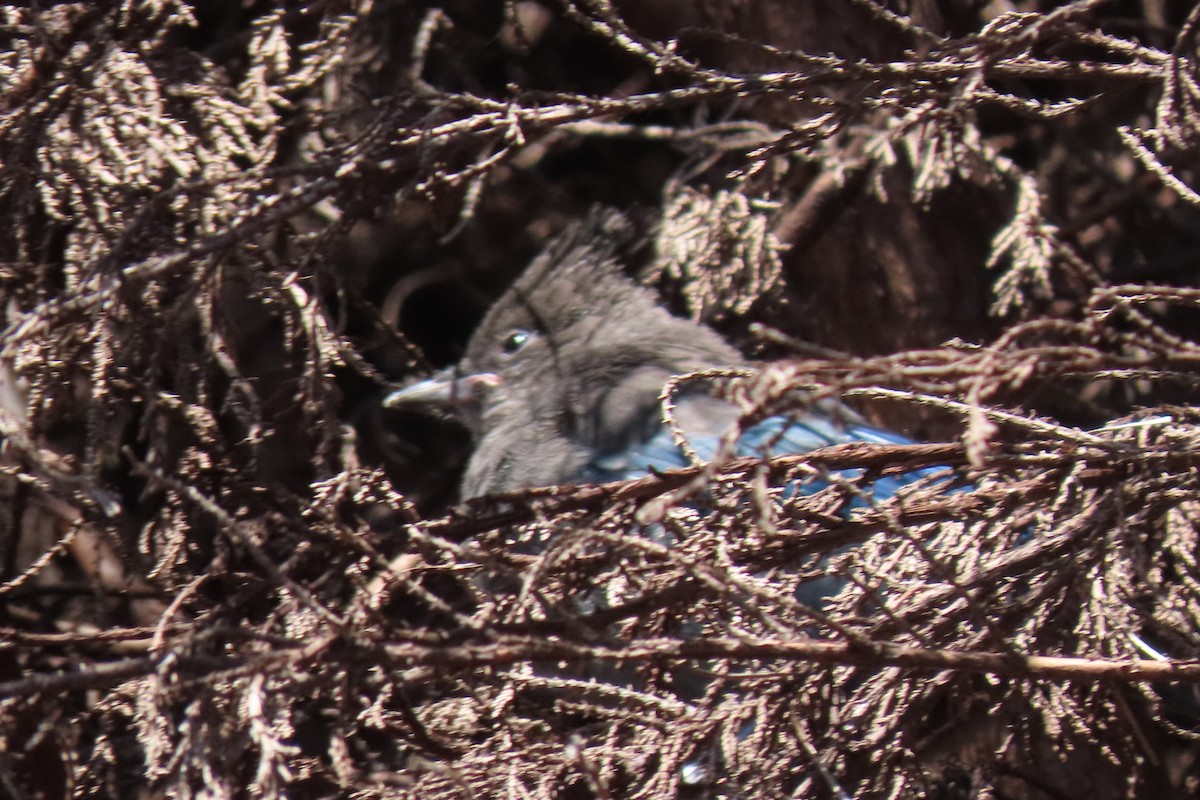 Steller's Jay - ML620731986