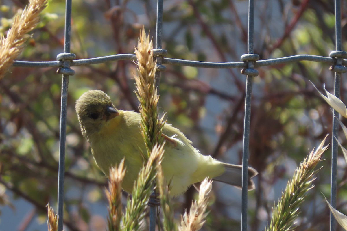 Lesser Goldfinch - ML620731988