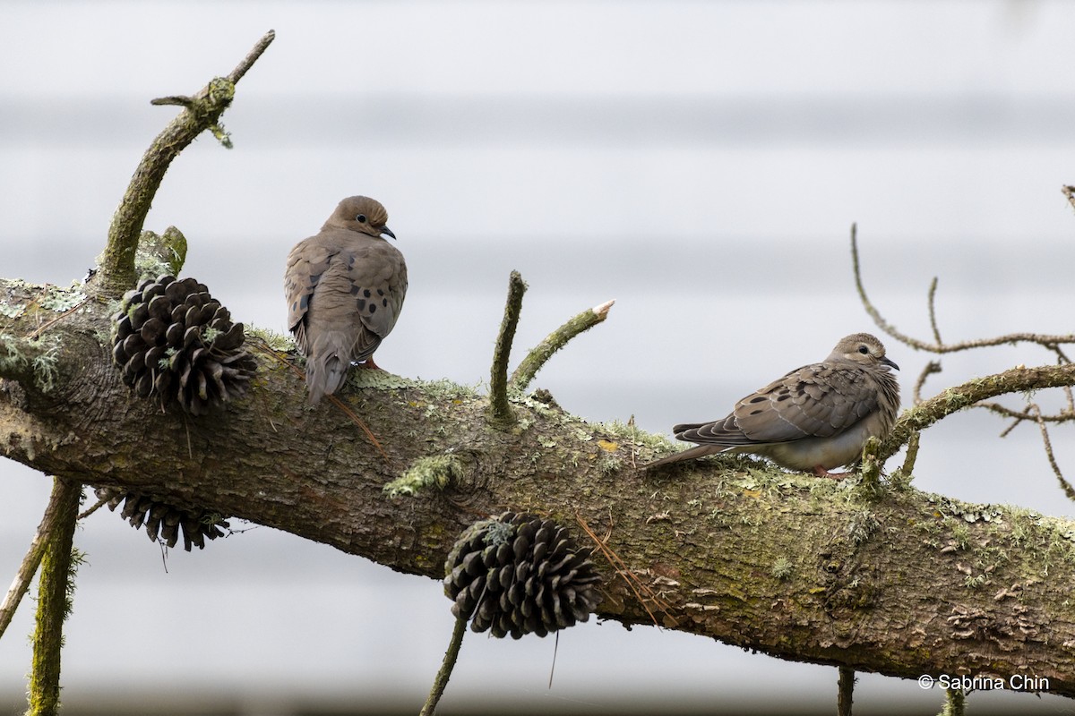 Mourning Dove - ML620731990