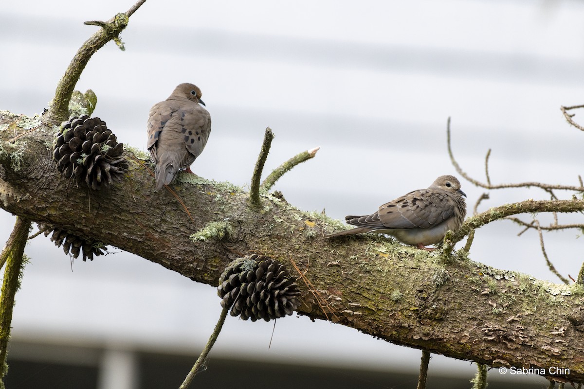 Mourning Dove - ML620731991