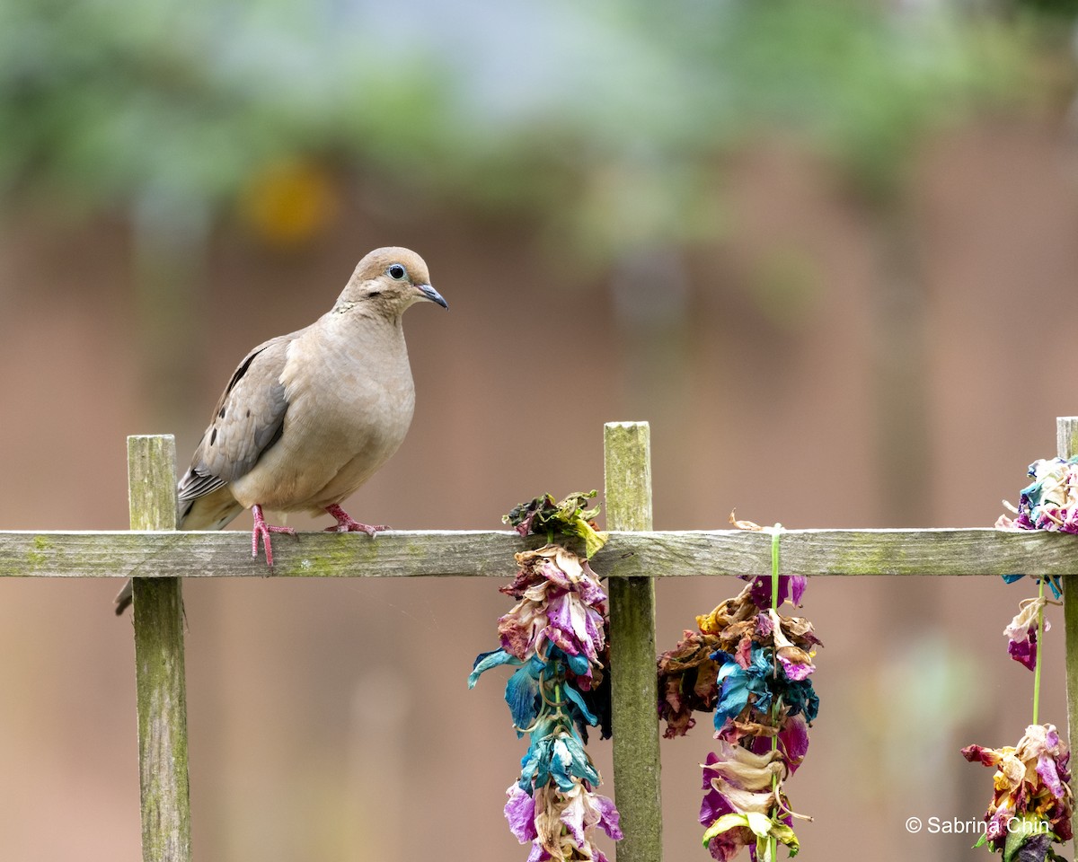 Mourning Dove - ML620731992