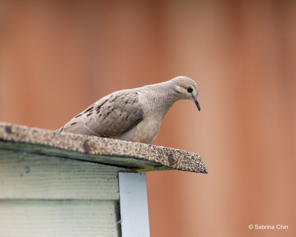 Mourning Dove - ML620731993