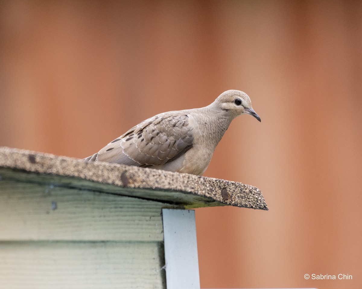 Mourning Dove - ML620731994