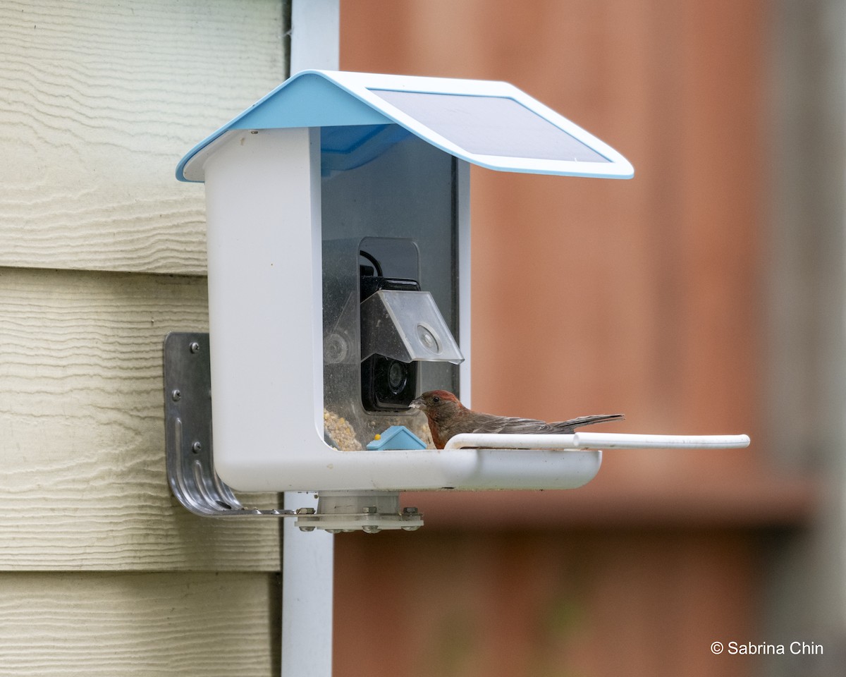 House Finch - ML620731995