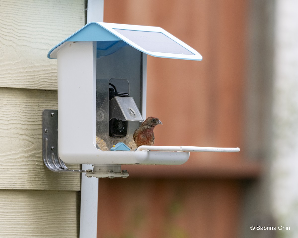 House Finch - ML620731996