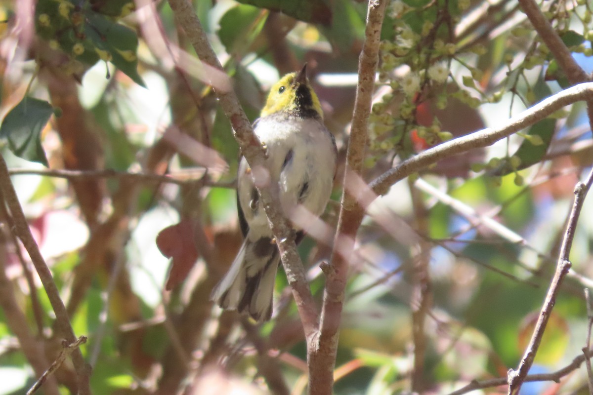 Paruline à tête jaune - ML620731997