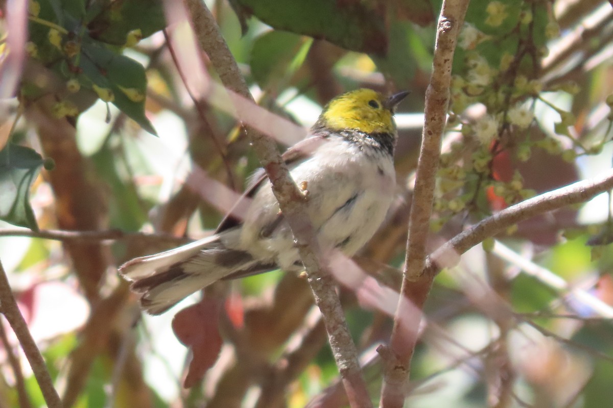 Paruline à tête jaune - ML620731998