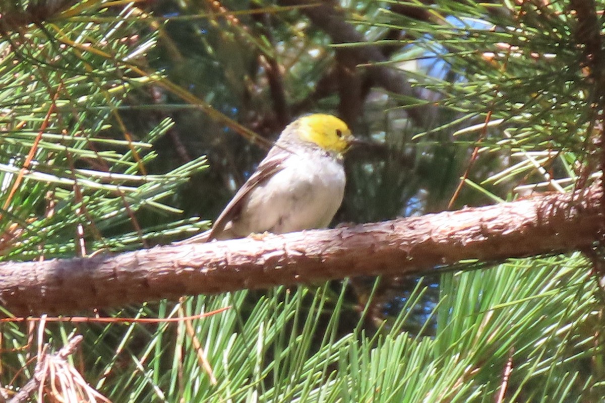 Paruline à tête jaune - ML620731999