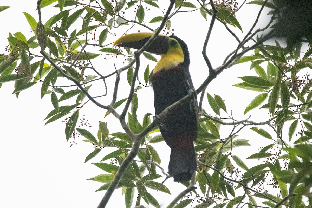 Yellow-throated Toucan - ML620732000