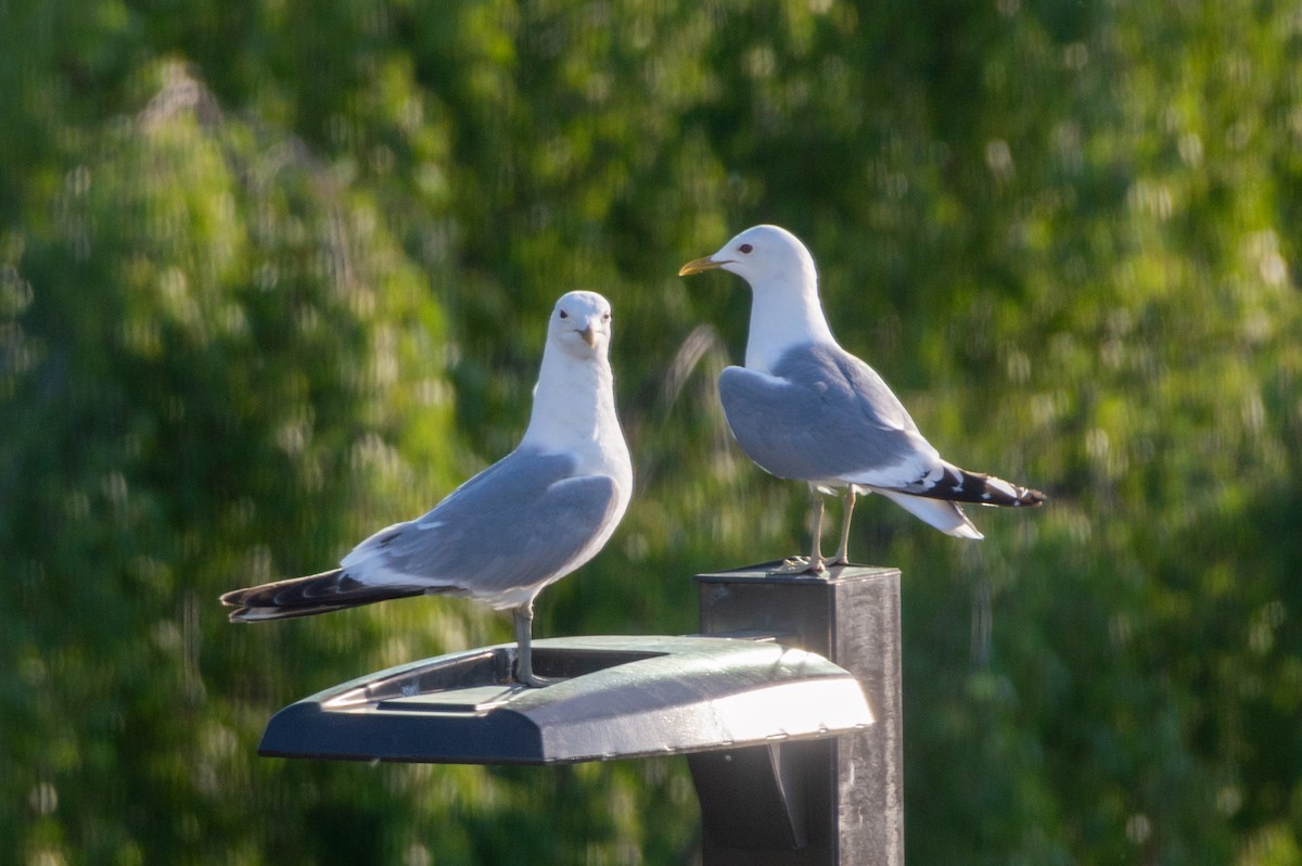 Short-billed Gull - Anonymous