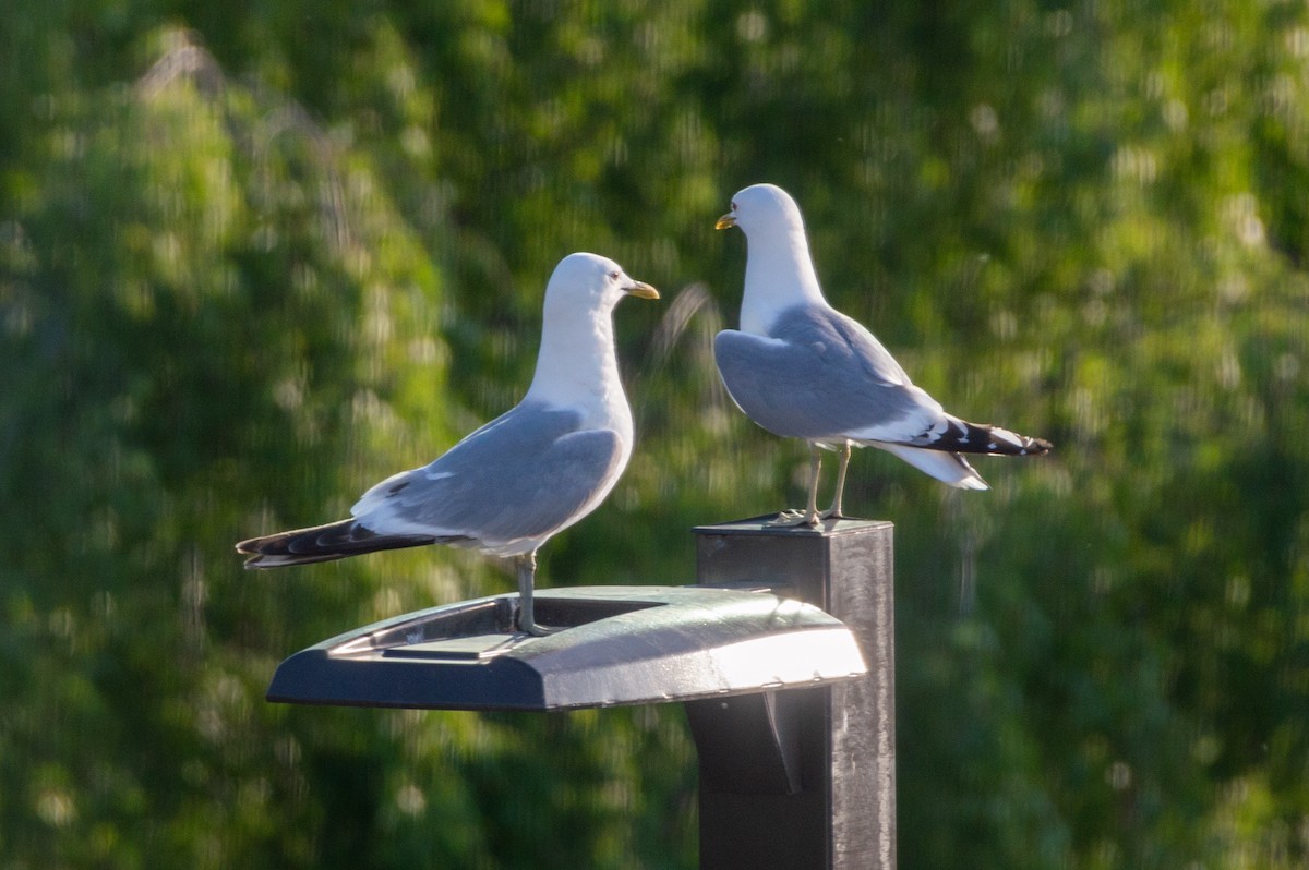 Short-billed Gull - ML620732003