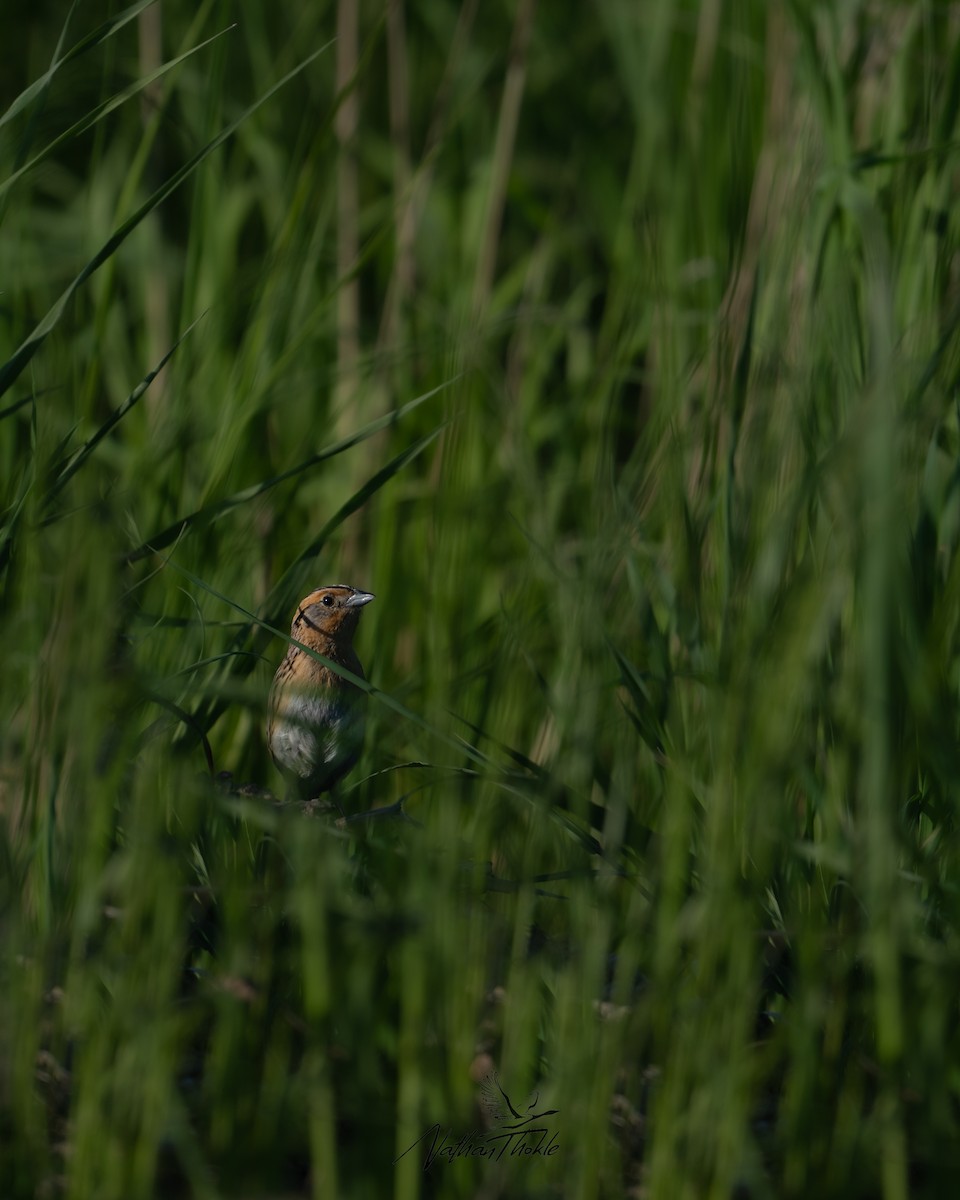 LeConte's Sparrow - ML620732004