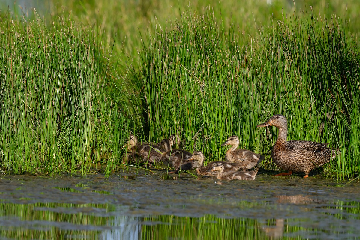 Stockente - ML620732007