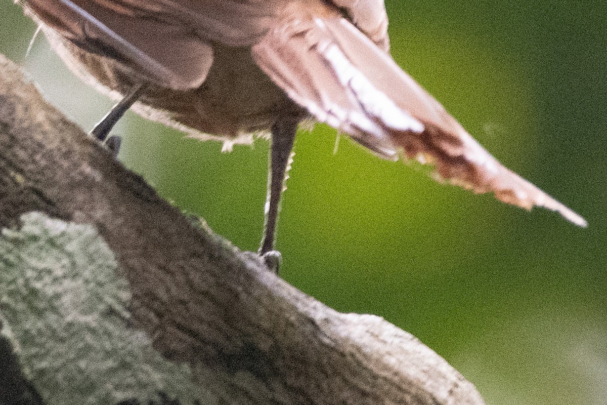 Rufous Mourner - ML620732010