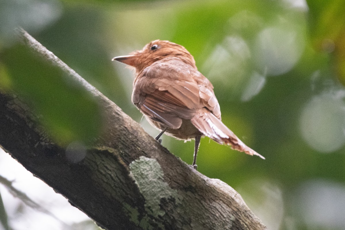 Rufous Mourner - ML620732011