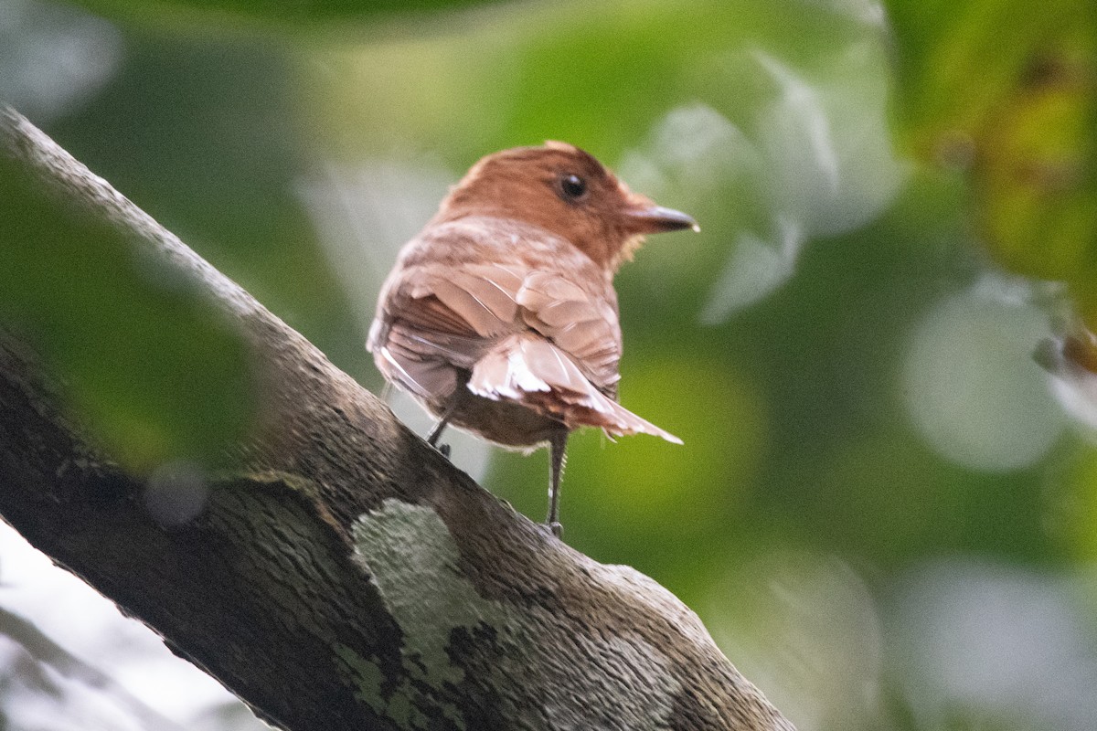 Rufous Mourner - ML620732012