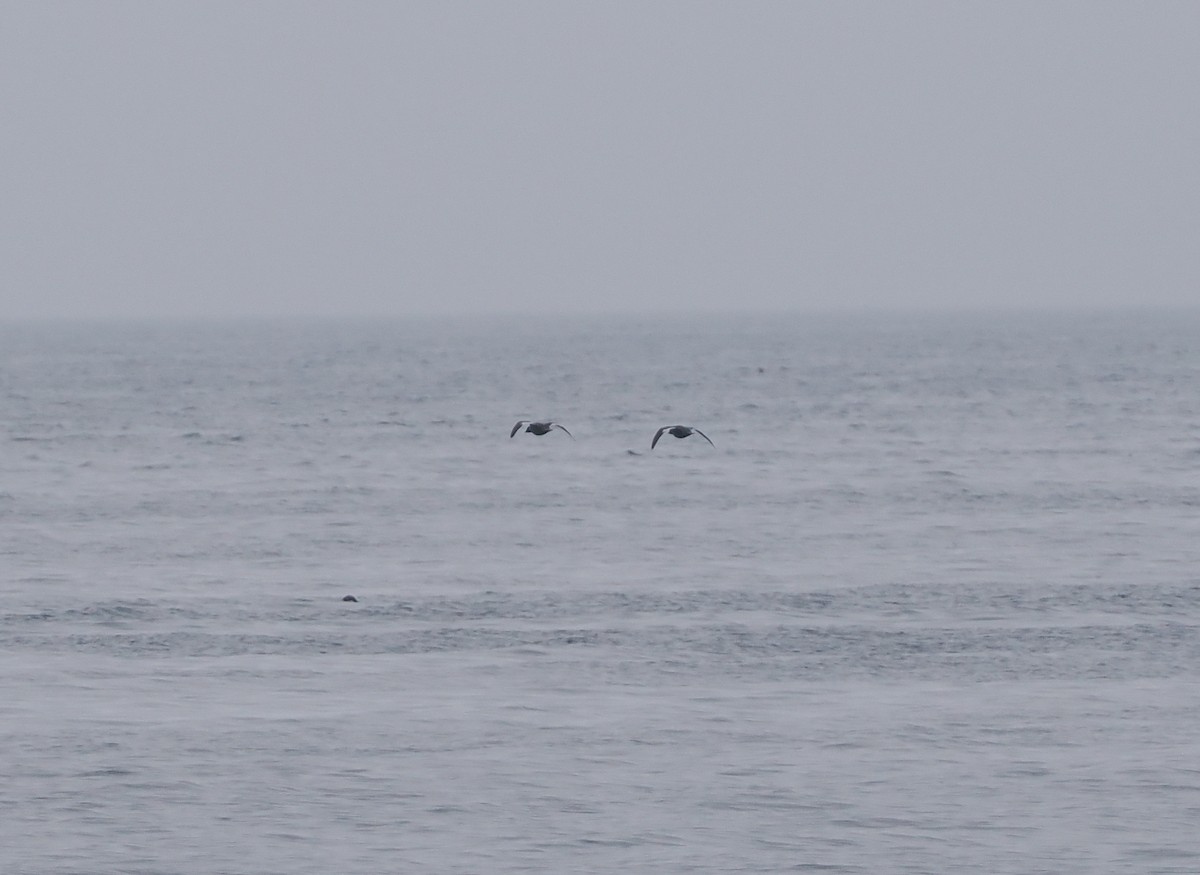 White-winged Scoter - ML620732018