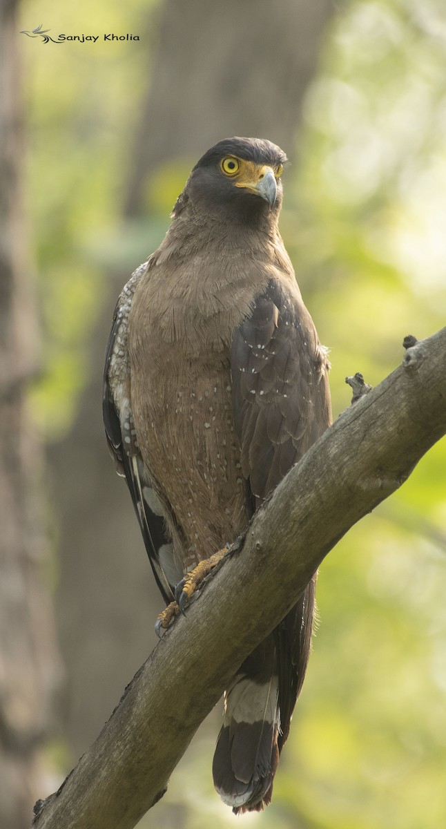 Crested Serpent-Eagle - ML620732019