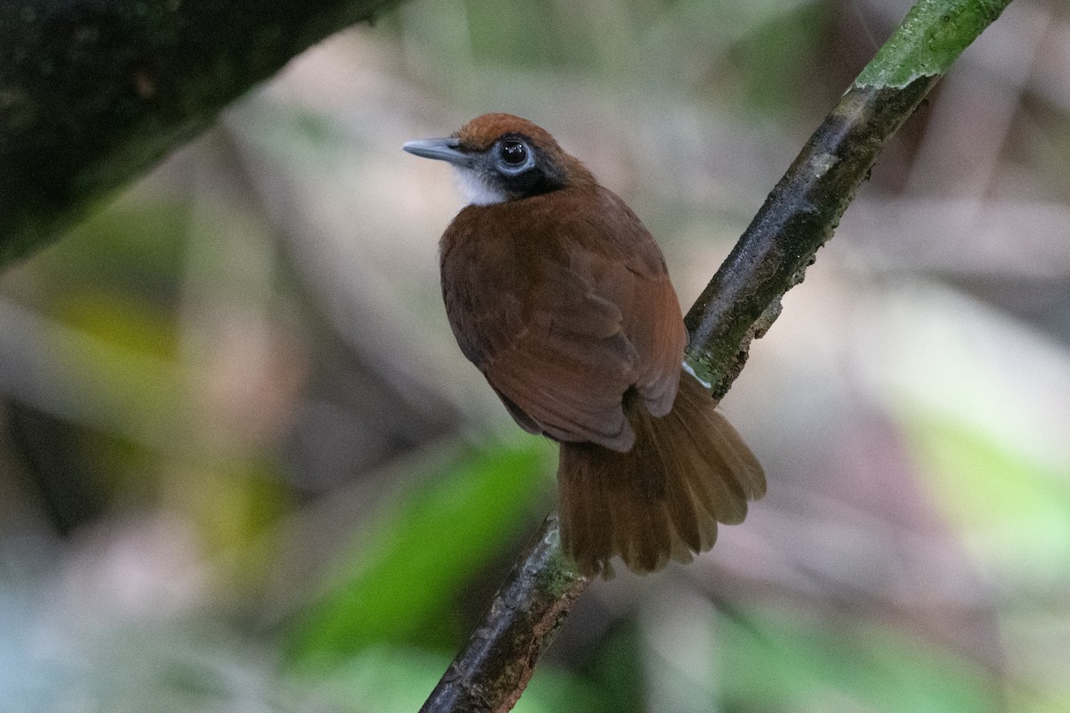 Bicolored Antbird - ML620732020