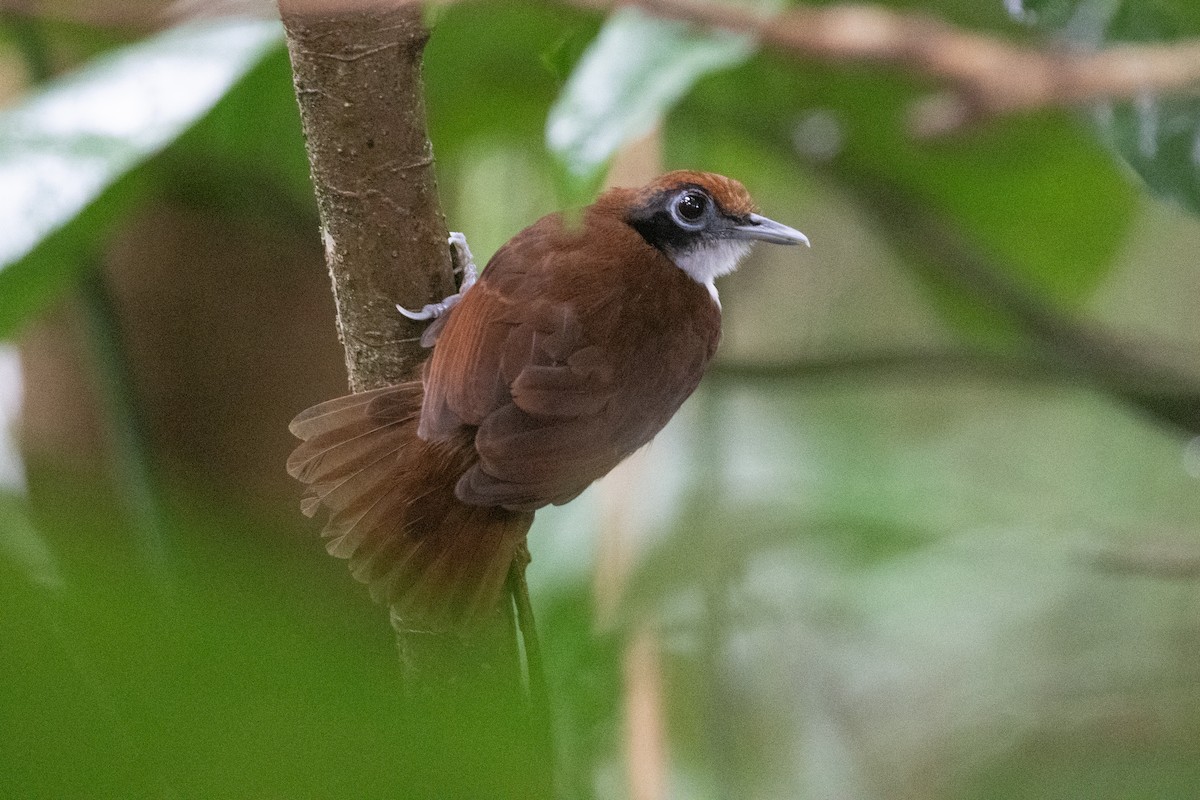 Bicolored Antbird - ML620732021