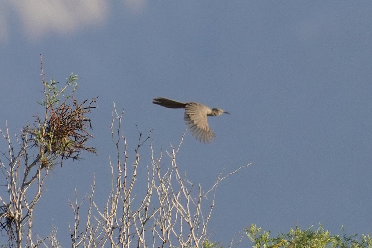 Crissal Thrasher - ML620732025