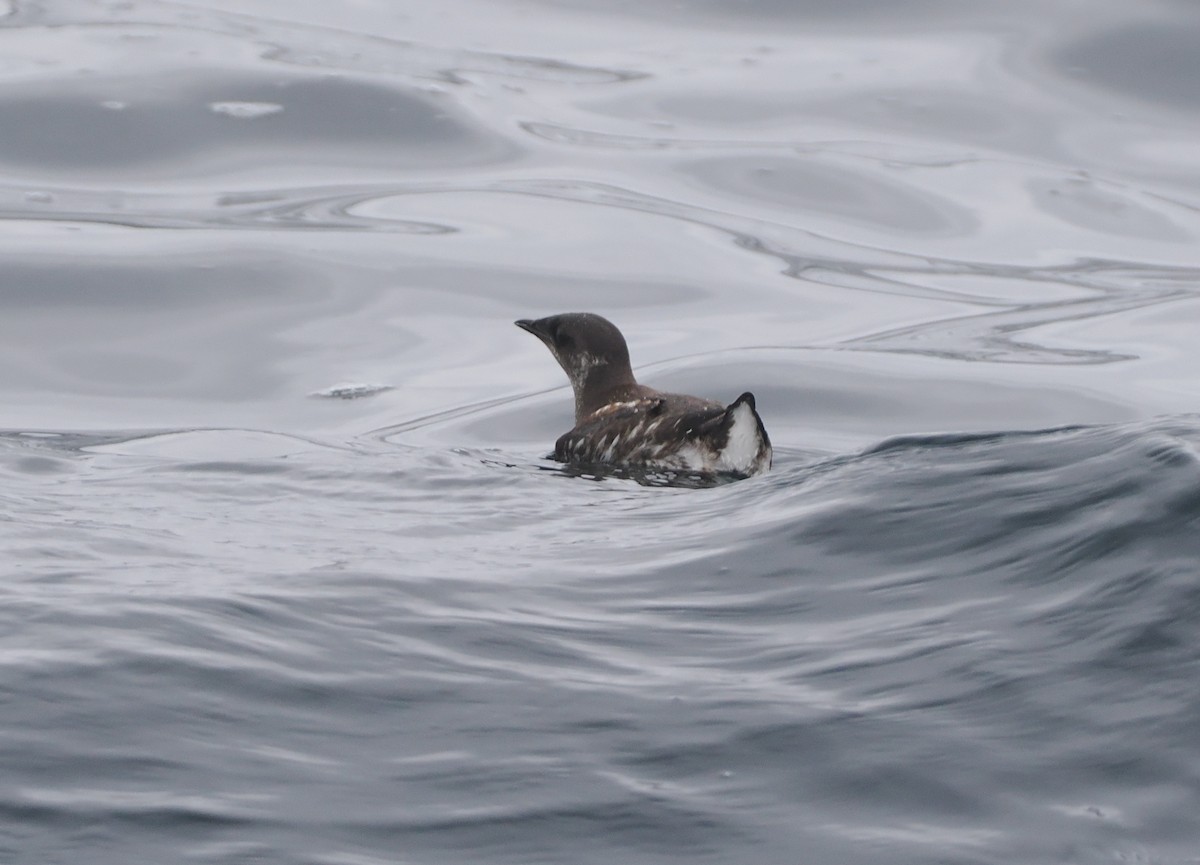 Marbled Murrelet - Stephan Lorenz