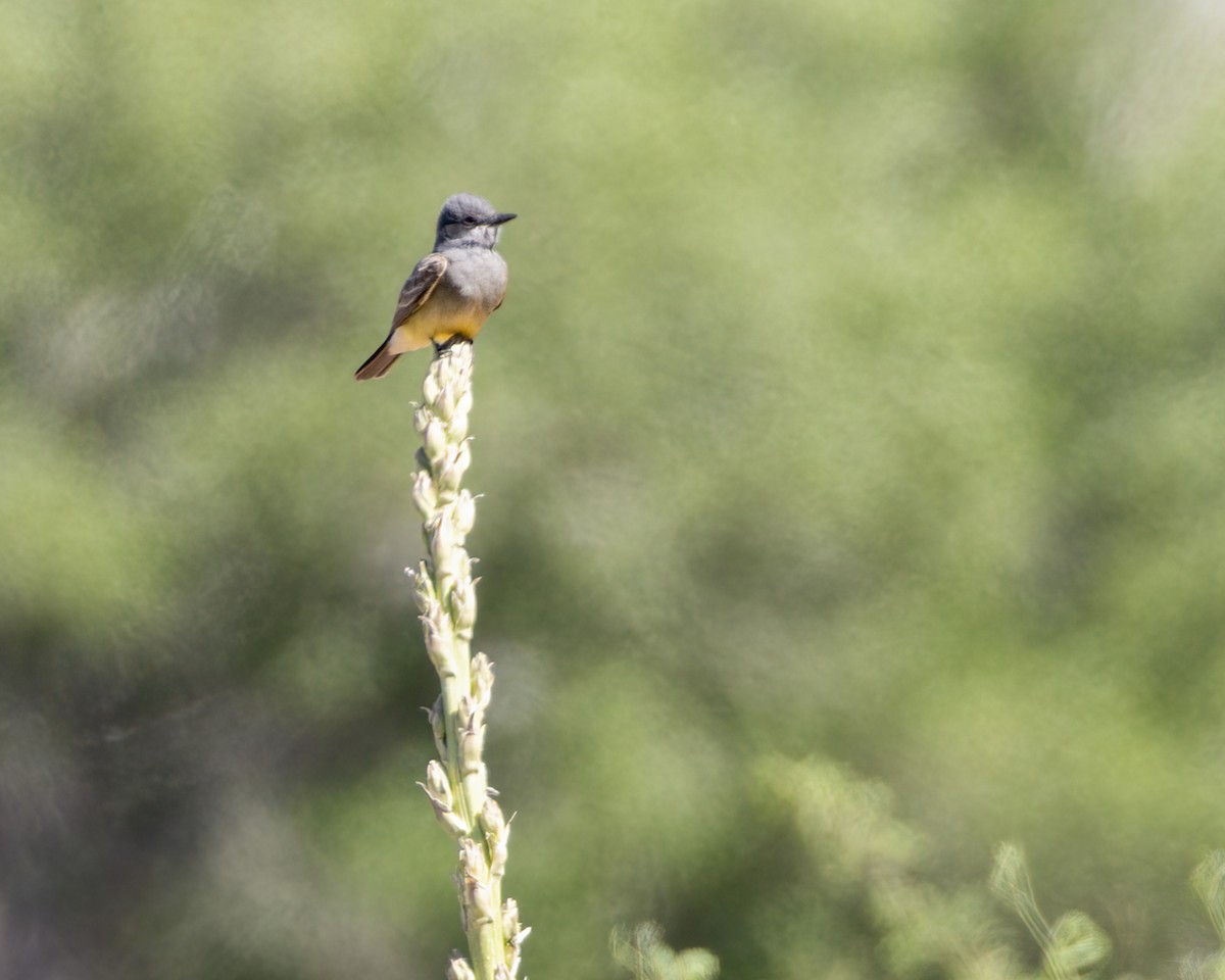 Cassin's Kingbird - ML620732030