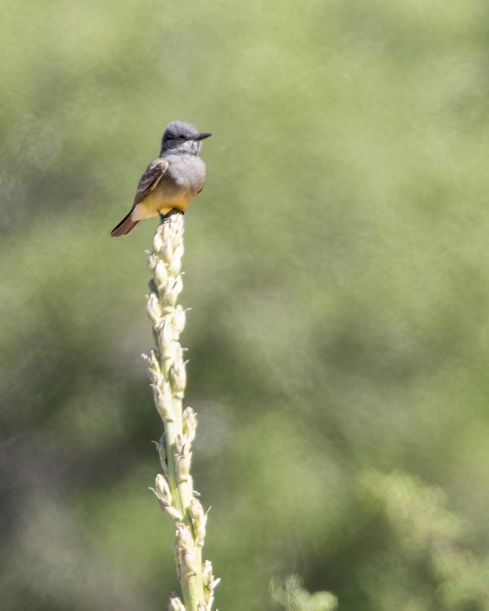 Cassin's Kingbird - ML620732032