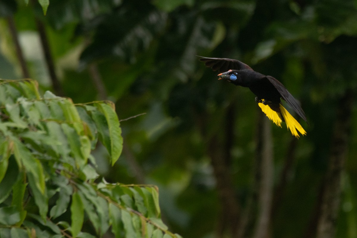 Black Oropendola - ML620732034