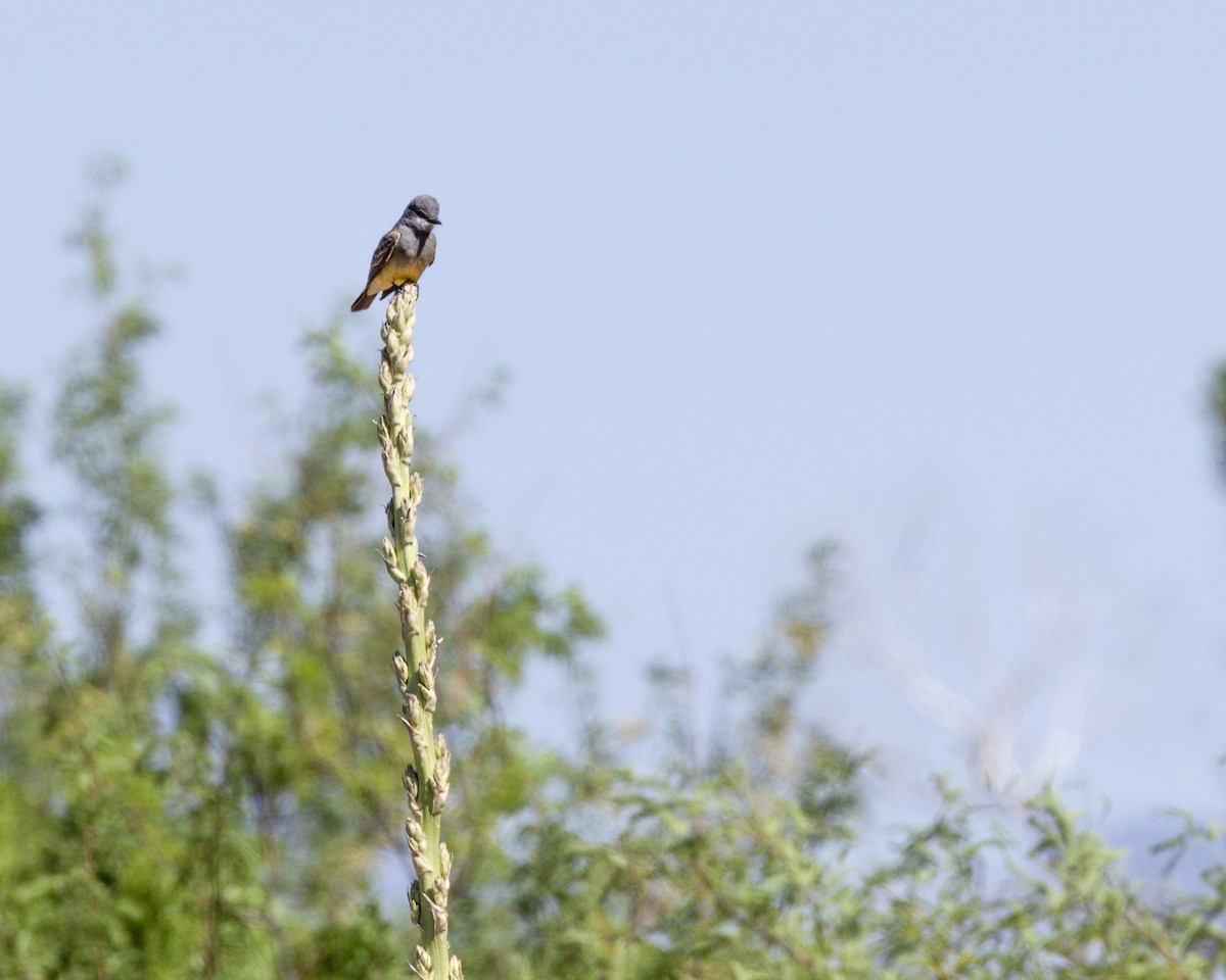 Cassin's Kingbird - ML620732035