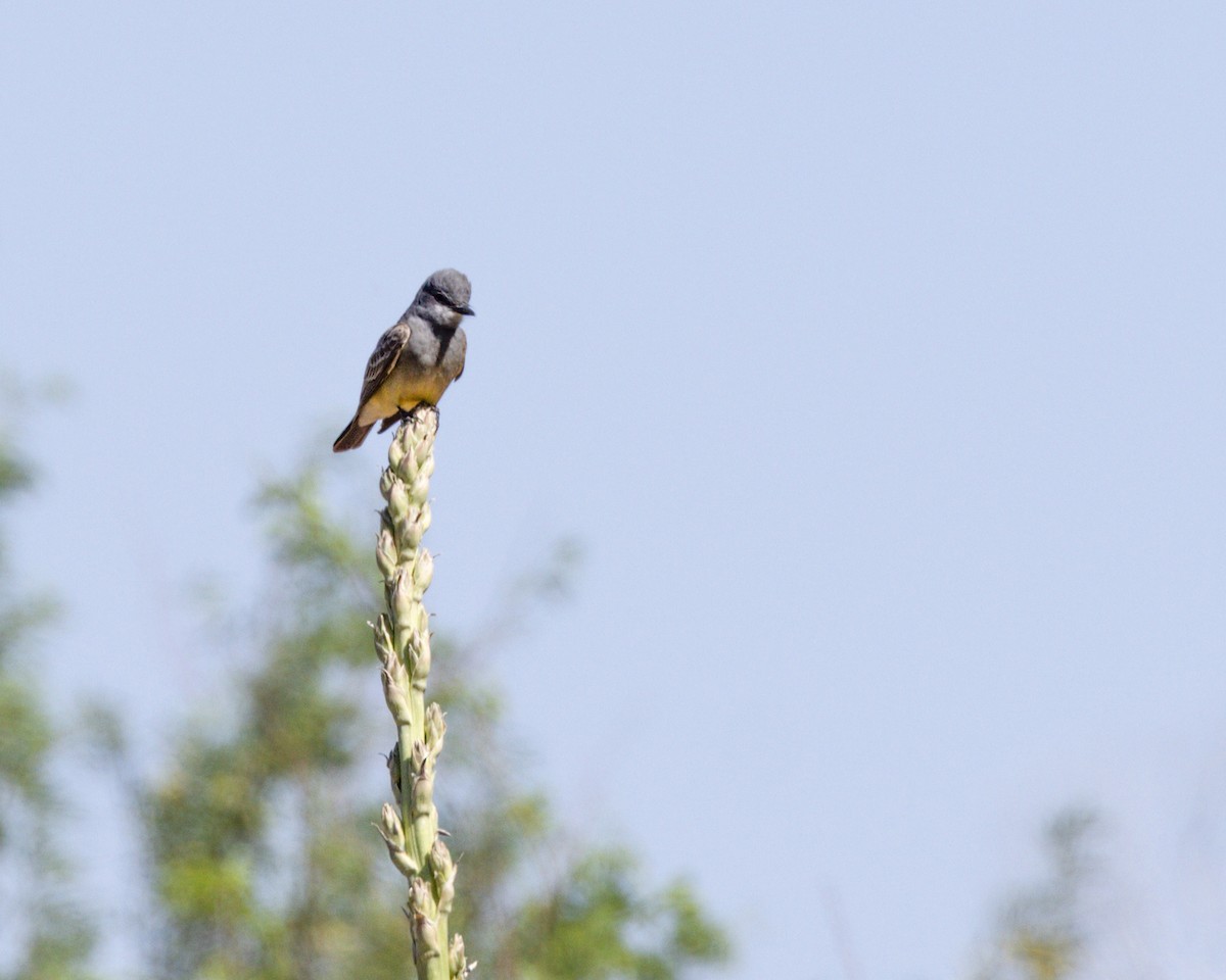 Cassin's Kingbird - ML620732036