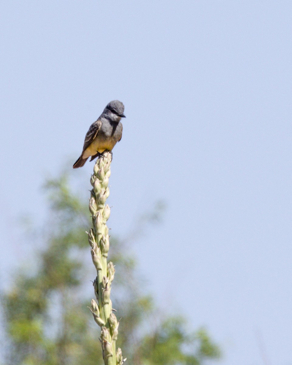 Cassin's Kingbird - ML620732040