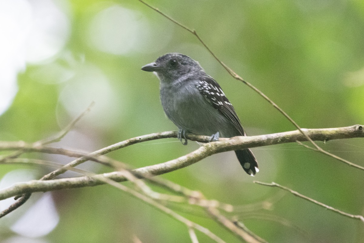 Black-crowned Antshrike - ML620732041