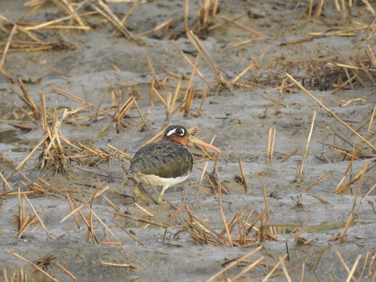 Greater Painted-Snipe - ML620732042